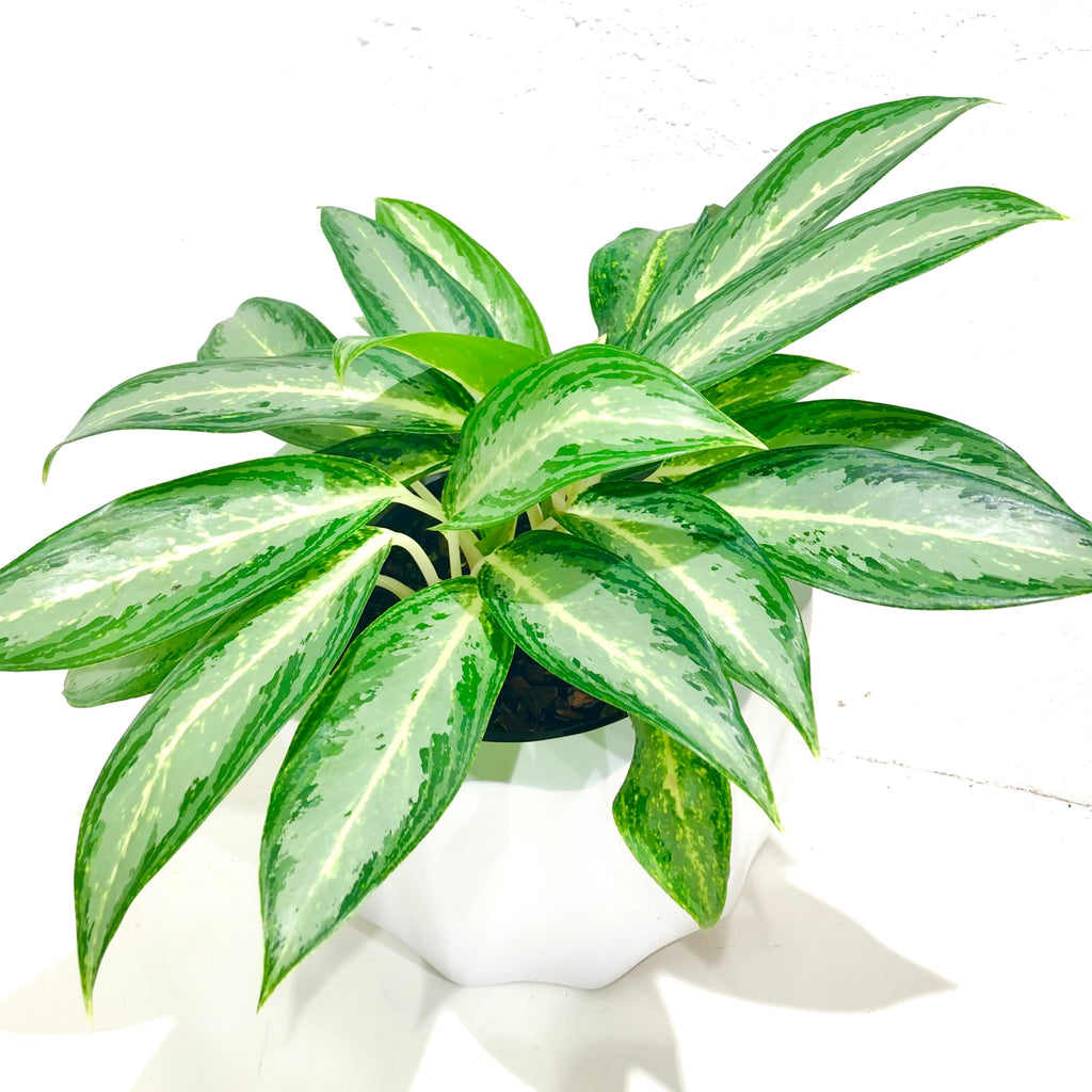 Aglaonema ‘Ivory’ 175mm