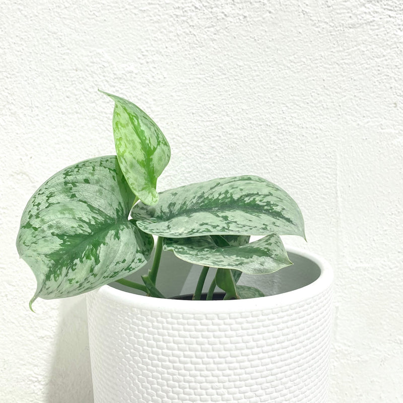 Scindapsus Pictus ‘Exotica’
