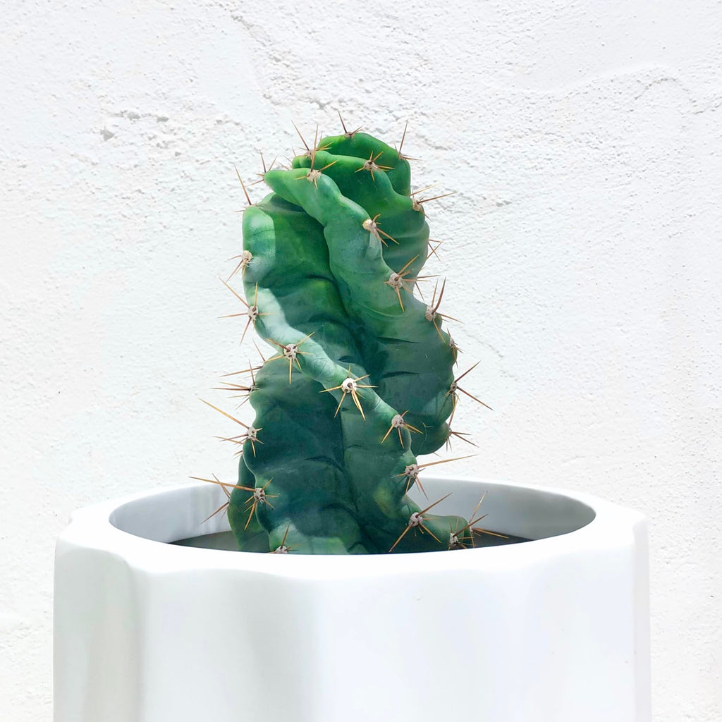 Cereus forbesii - Spiralis [RARE]