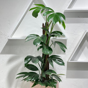 Epipremnum pinnatum - Totem asstd