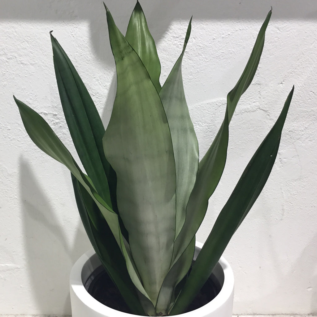 Sansevieria ‘Silbersee’ Moonshine