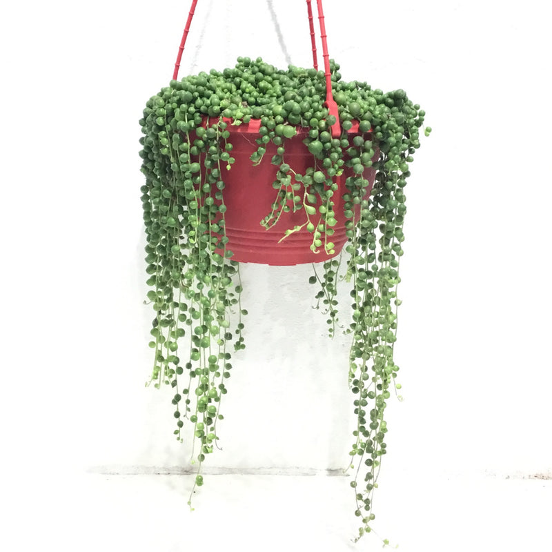Senecio ‘String of Pearls’
