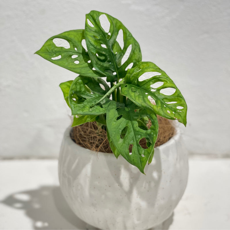 Monstera ‘Monkey mask’