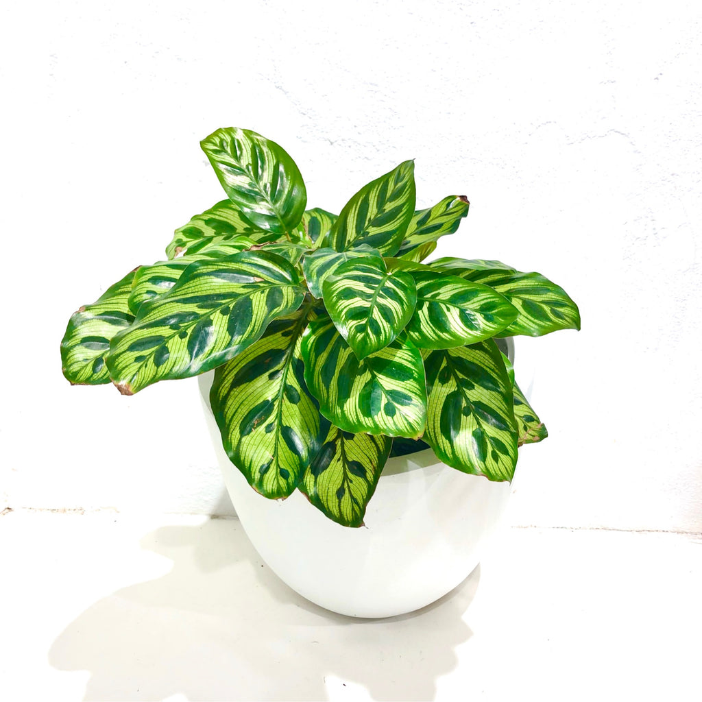 Calathea “makoyana”