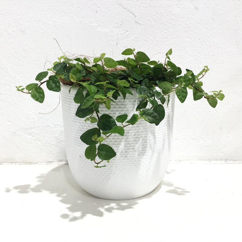 Ficus pumila - Green