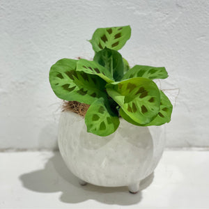 Maranta ‘Prayer Plant’ Green