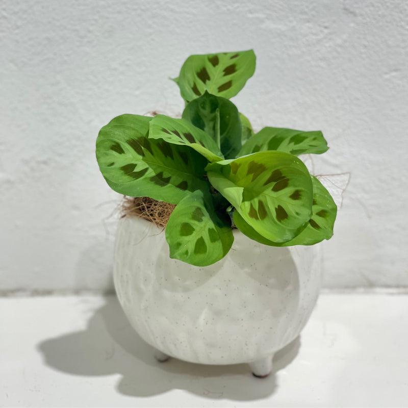 Maranta ‘Prayer Plant’ Green