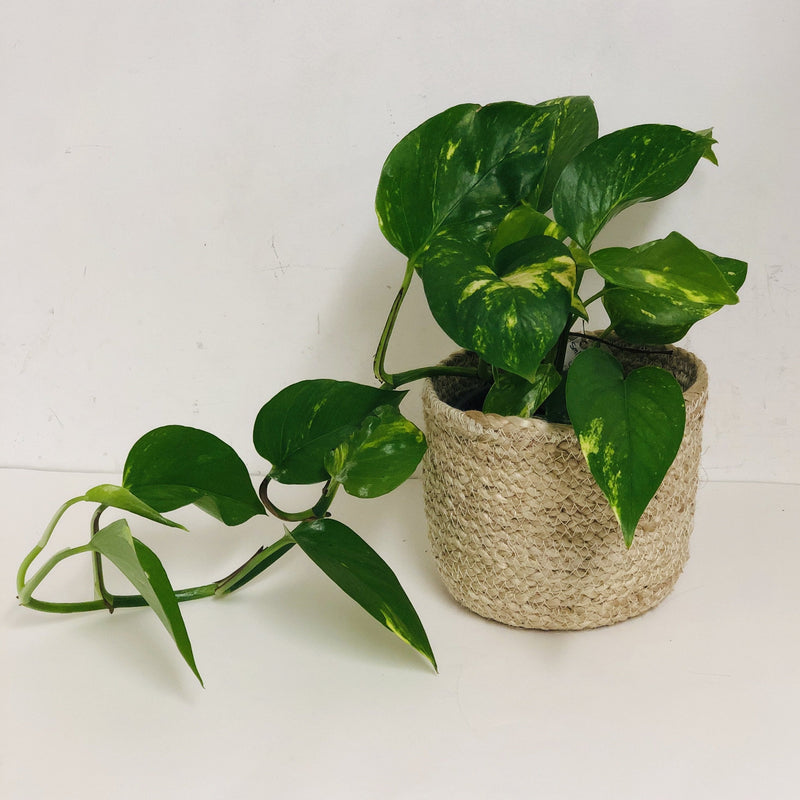 Epipremnum aureum pothos ‘Green & Gold’