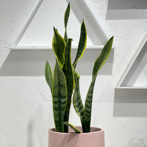 Sansevieria trifasciata “Laurentii”
