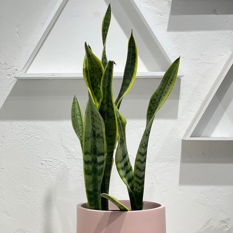 Sansevieria trifasciata “Laurentii”