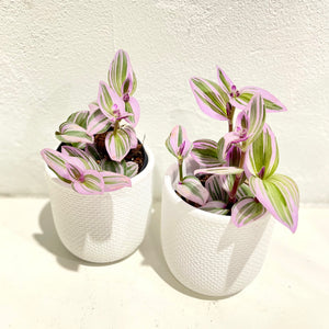 Tradescantia ‘Nanouk’ PBR - 95mm / Rare