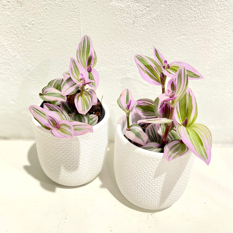 Tradescantia ‘Nanouk’ PBR - 95mm / Rare