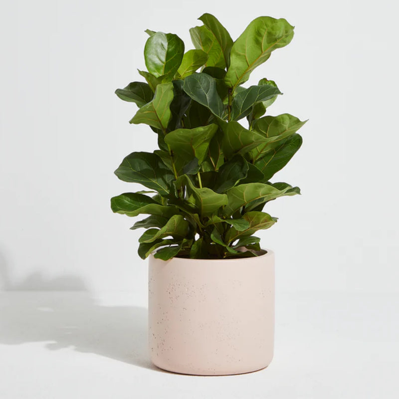 On The Side - PRESLEY - BLUSH - Lightweight Pot