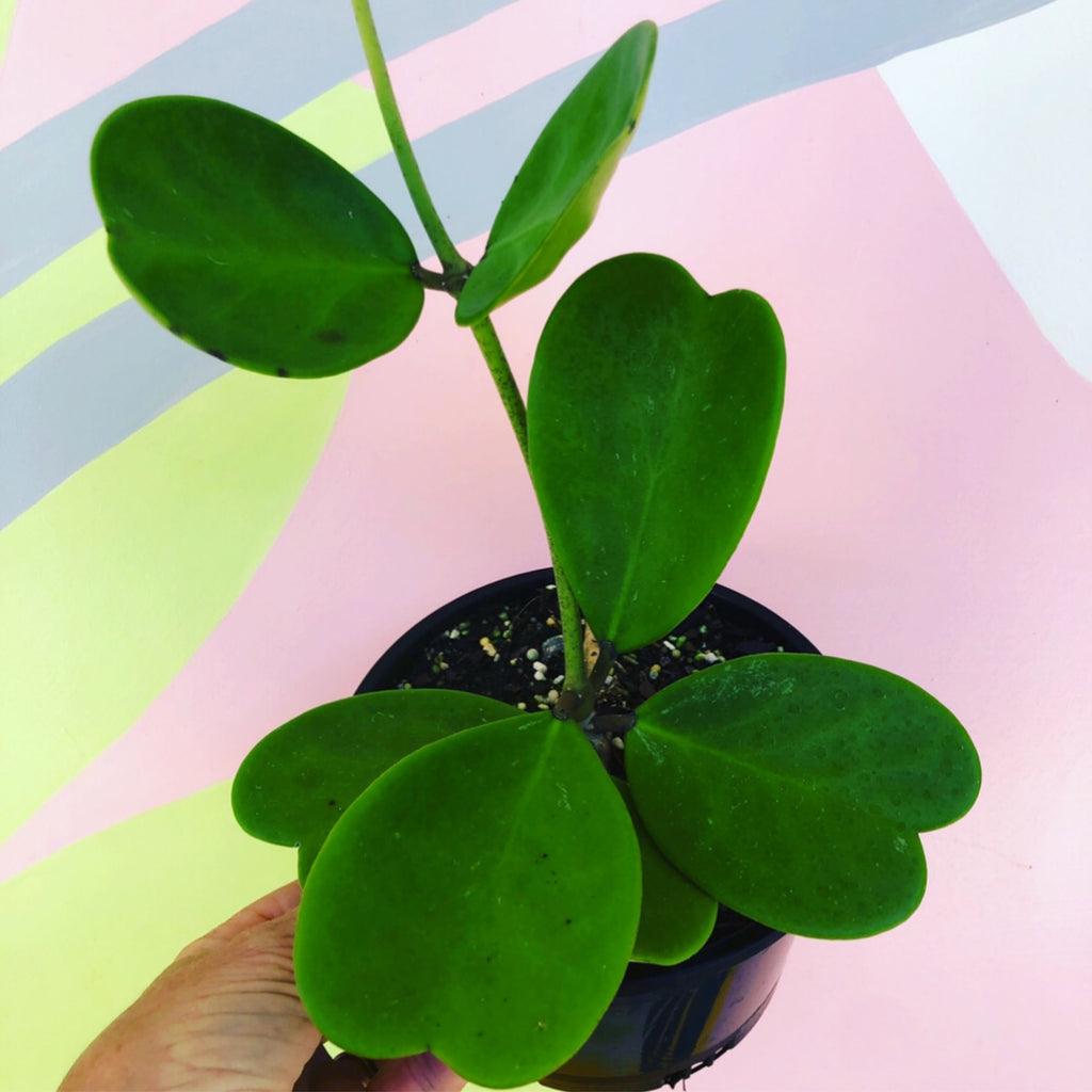 Hoya Kerrii - Heart Hoya
