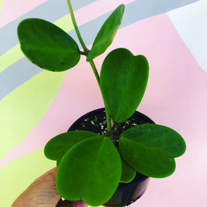Hoya Kerrii - Heart Hoya