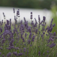Flower Seeds - Lavender ‘True Flower’