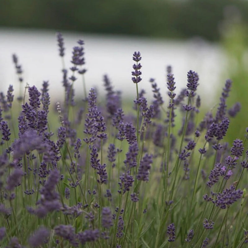 Flower Seeds - Lavender ‘True Flower’