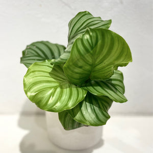 Calathea orbifolia - RARE - 90mm