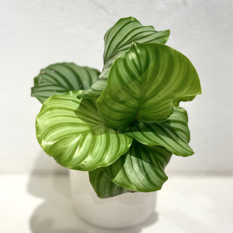 Calathea orbifolia - RARE - 90mm