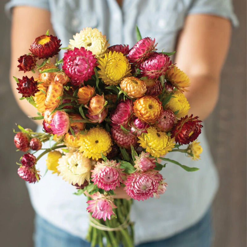 Native Seeds - Everlasting Strawflower ‘Tom Thumb’