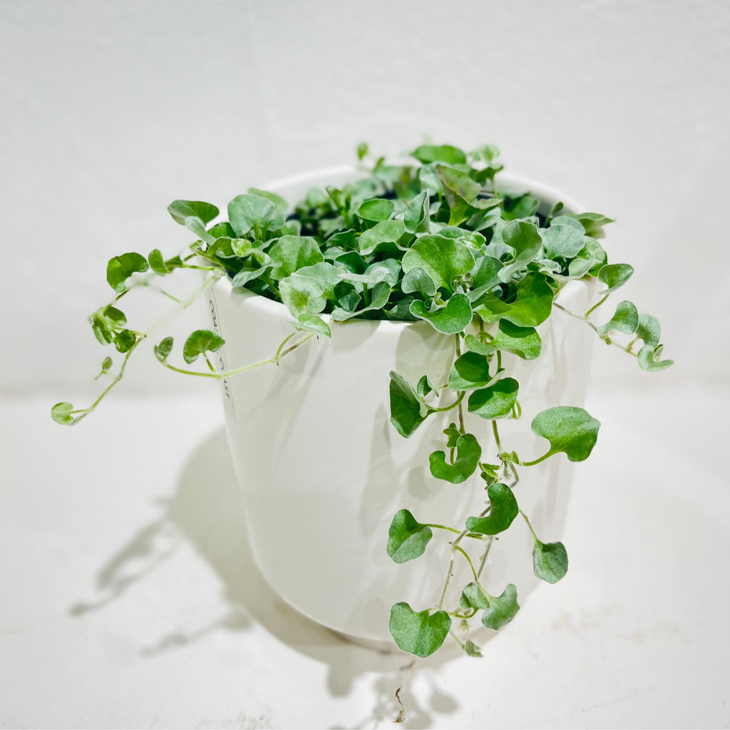 Dichondra argentea ‘Silver Falls’