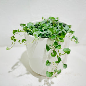 Dichondra argentea ‘Silver Falls’