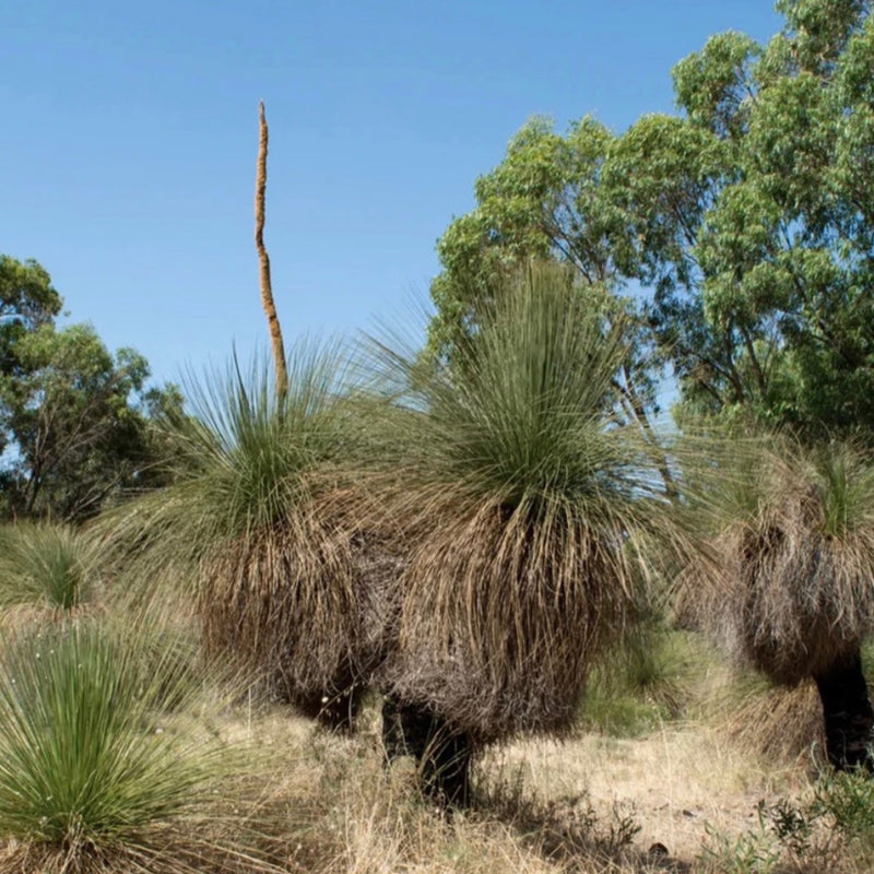 Native Seeds - Xanthorrhoea preissi ‘Grass Tree’