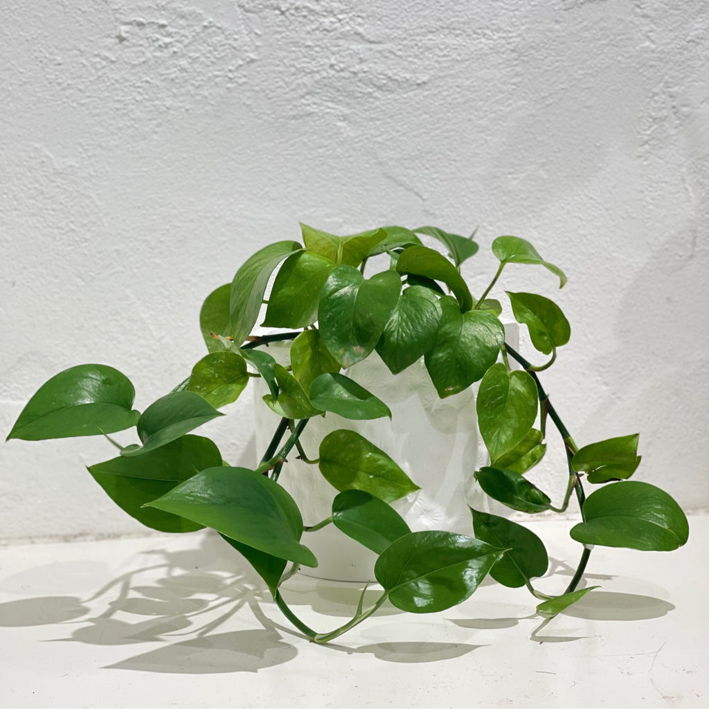 Epipremnum aureum pothos ‘Jade green’