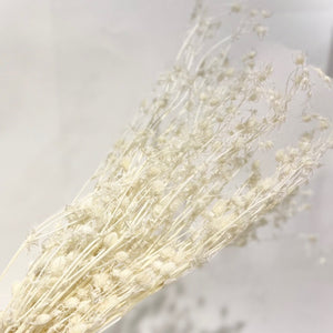 Preserved Sea Holly - White/Cream