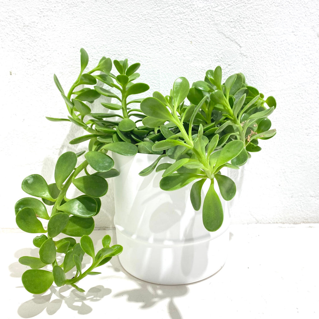 Senecio jacobsenii ‘Trailing Jade’