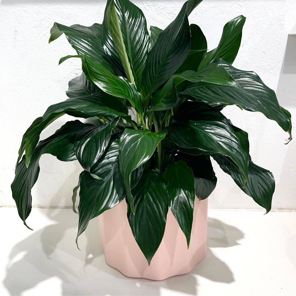 Spathiphyllum ‘Assorted’