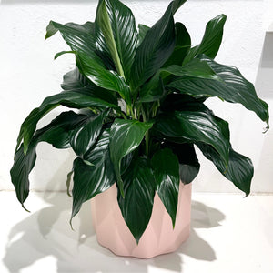 Spathiphyllum ‘Assorted’