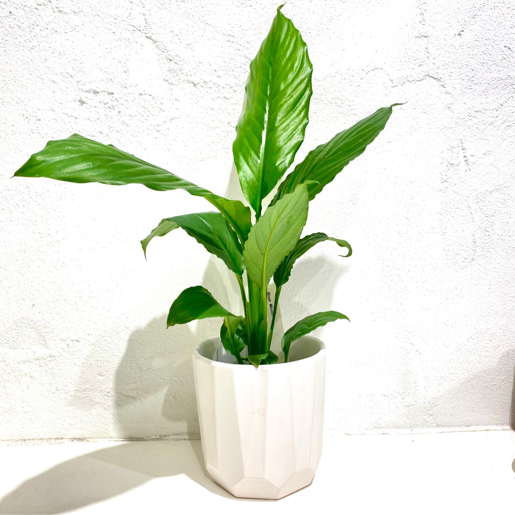Spathiphyllum ‘Blue moon’