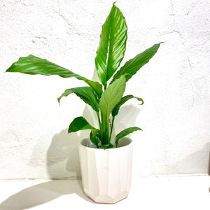 Spathiphyllum ‘Blue moon’