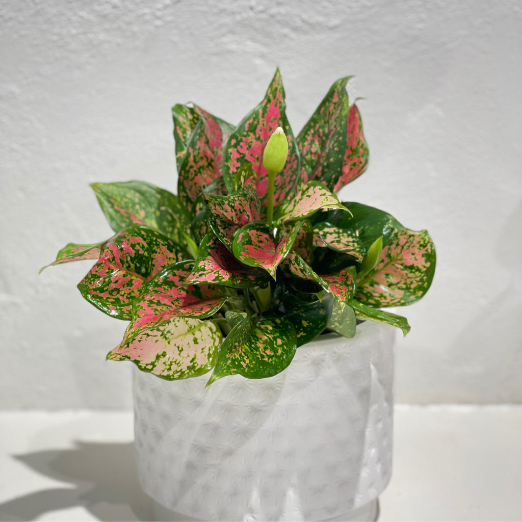 Aglaonema ‘Wishes’