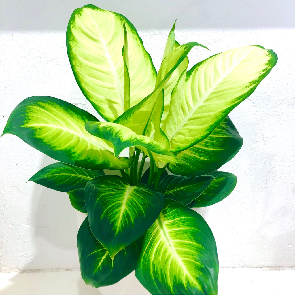Dieffenbachia - “Tropic Marianne”