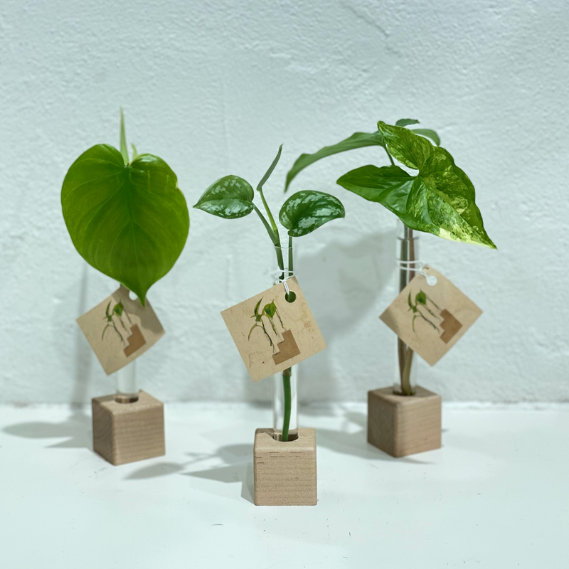 Propagation Vessel - Test Tube - Single - Hold onto Your Plants