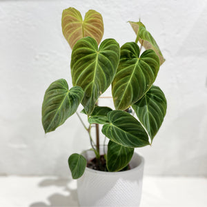 Philodendron ‘Splendid’ - Rare / espalier
