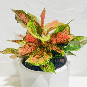 Aglaonema ‘Lady Valentine’