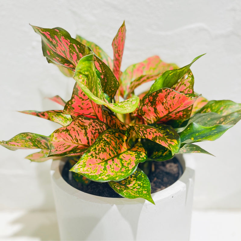 Aglaonema ‘Lady Valentine’