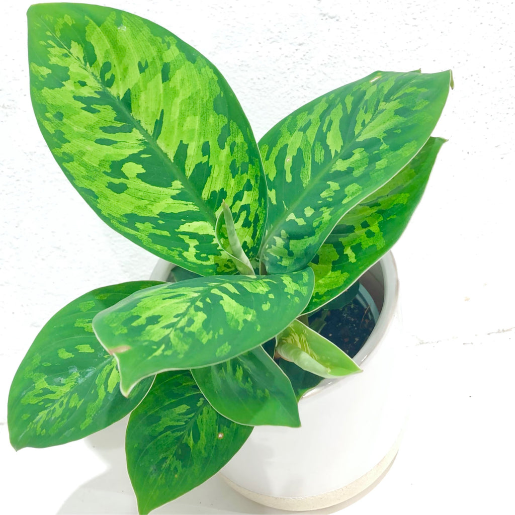 Homalomena - camouflage - 130mm