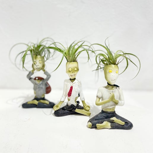 Tillandsia - ‘Namaste’