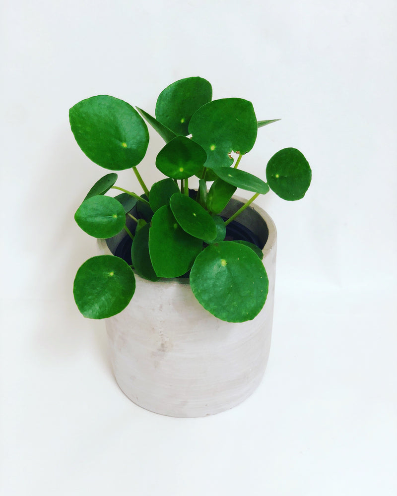 Pilea Peperomioides 'Chinese Money Plant'