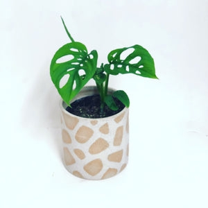 Monstera adansonii 'Swiss Cheese'