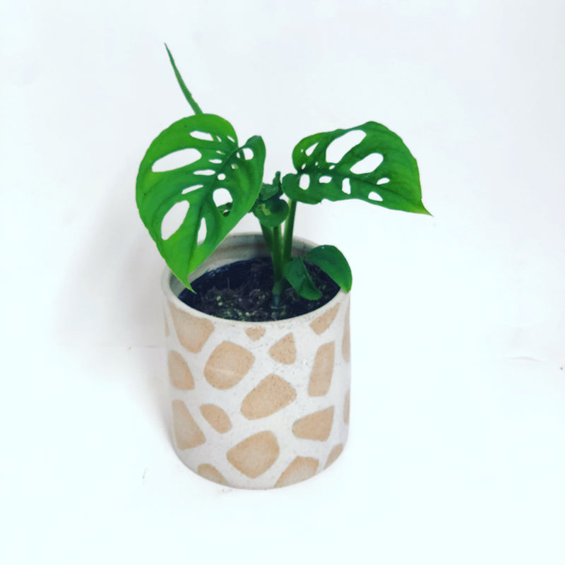 Monstera adansonii 'Swiss Cheese'