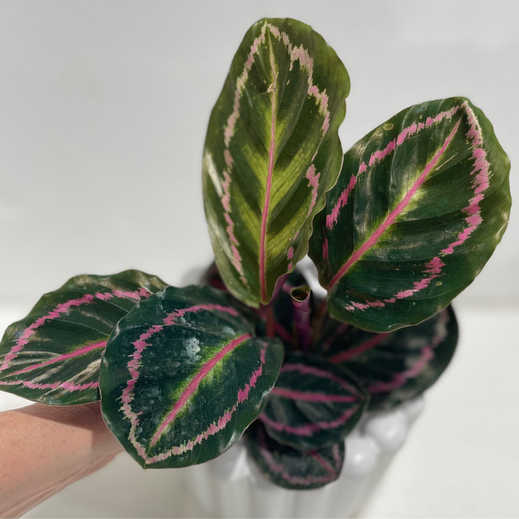 Calathea roseopicta - 100mm pot