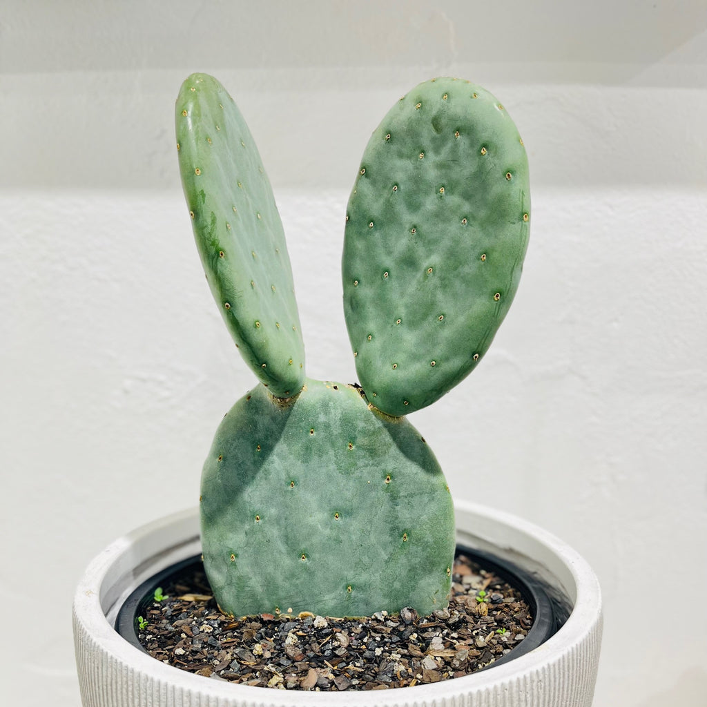 Opuntia ficus-indica ‘Burbank Spineless’