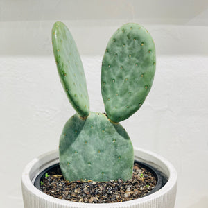 Opuntia ficus-indica ‘Burbank Spineless’