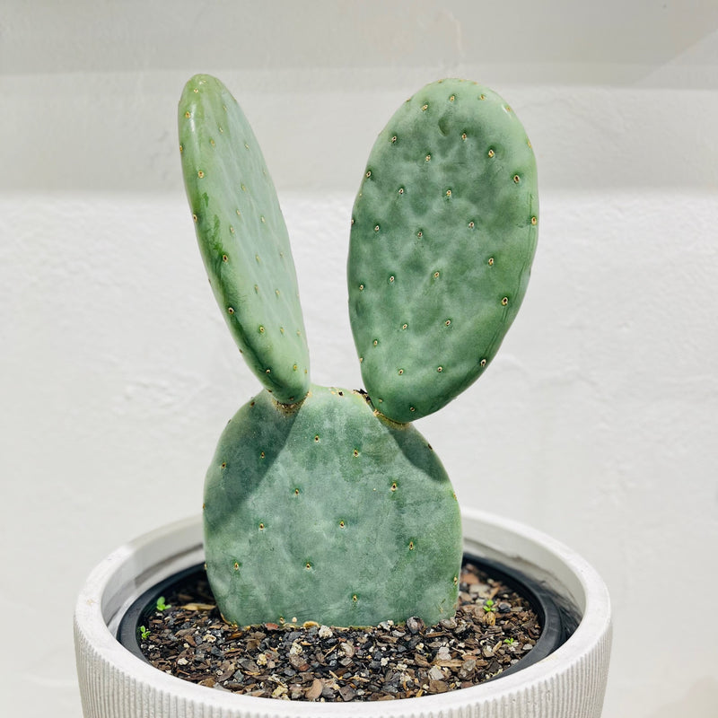 Opuntia ficus-indica ‘Burbank Spineless’