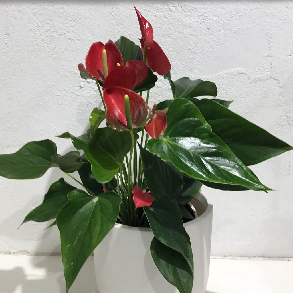 Anthurium andreanum - assorted